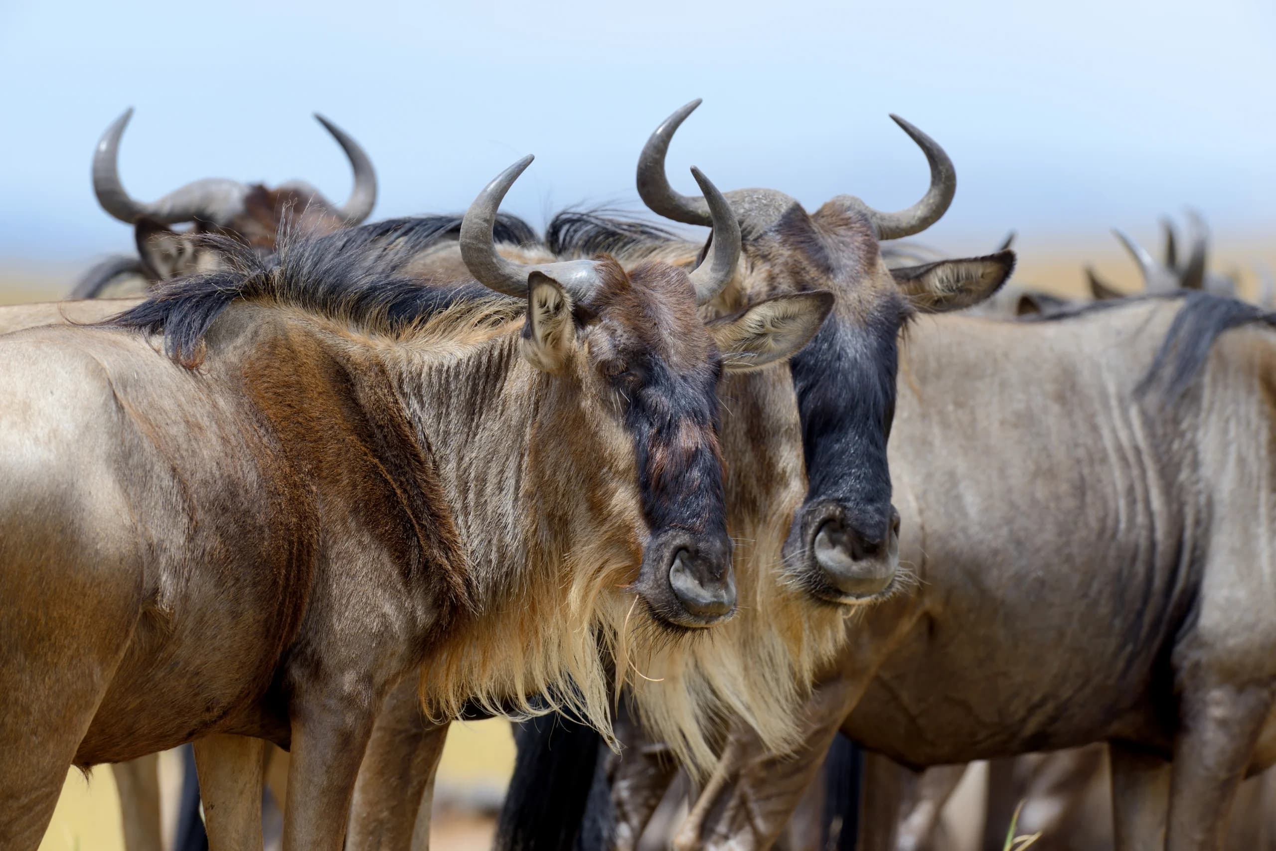 Maasai Mara (photo 1 of 6)